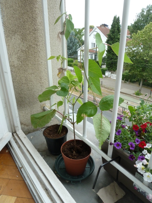 Bean plants 2